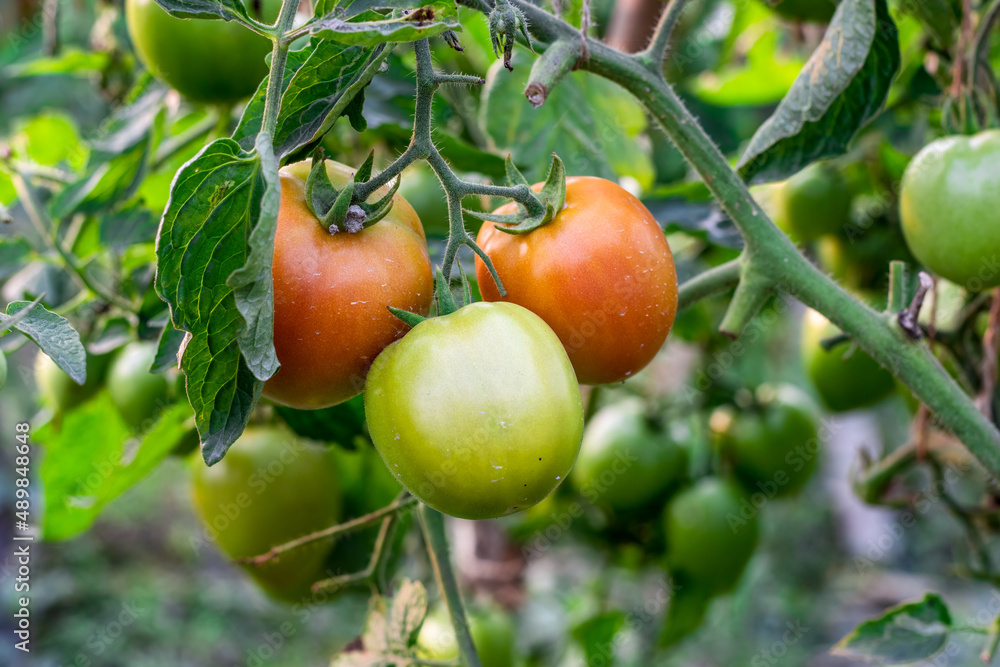 Ripe and raw organic tomatoes hanging on a branch inside of an agricultural farm Ripe and raw organic tomatoes hanging on a branch inside of an agricultural farm