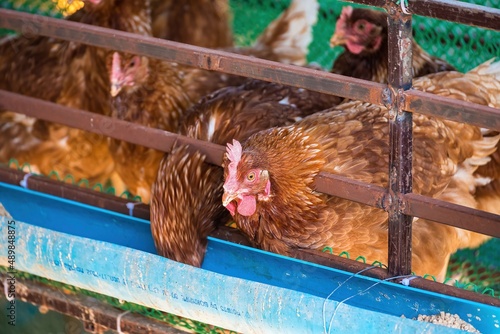 Chicken and egg farm behind the house. Small chicken farm. Collect eggs for sale. Make money every day in the Covid-19 economic era. Make money and food for the family.