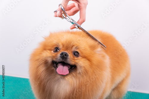 Professional groomer takes care of Orange Pomeranian Spitz in animal beauty salon.
