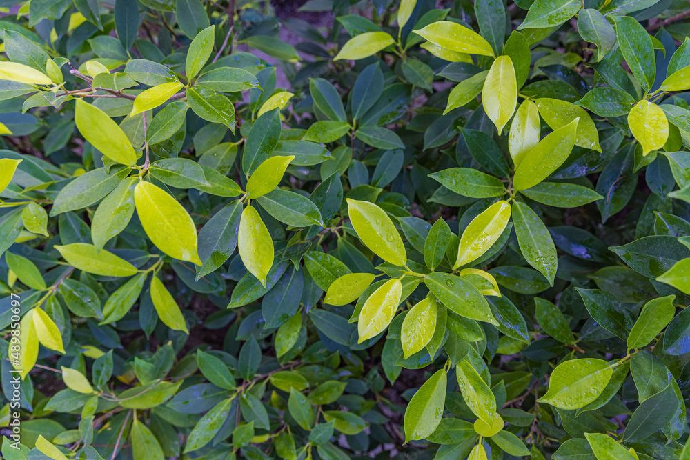 Green leaves pattern background, Natural background, wallpaper. Peaceful ecology natural green leaves texture. Nature outdoor closeup, tiny bush leaf Green leaves pattern background, Natural background, wallpaper. Peaceful ecology natural green leaves texture. Nature outdoor closeup, tiny bush leaf