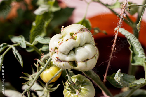 Odd-shaped tomato fruit on a stem in the greenhouse