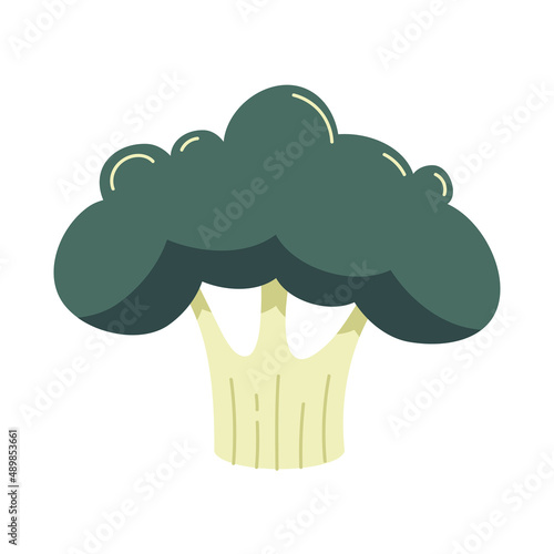 fresh broccoli vegetable