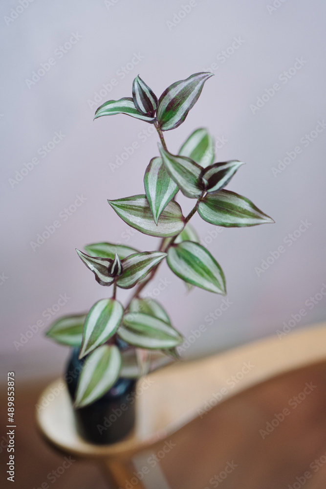 A potted plant purple tradescantia A potted plant purple tradescantia