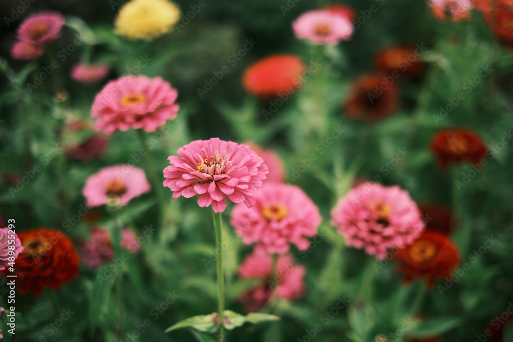 Zinnia flowers on a background of greenery. Close up photo of the blooming buds with yellow stamens. Concept beautiful picture. Flowering on the beds theme. Wallpaper, poster.