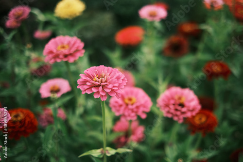Zinnia flowers on a background of greenery. Close up photo of the blooming buds with yellow stamens. Concept beautiful picture. Flowering on the beds theme. Wallpaper, poster. © Olivia Rich