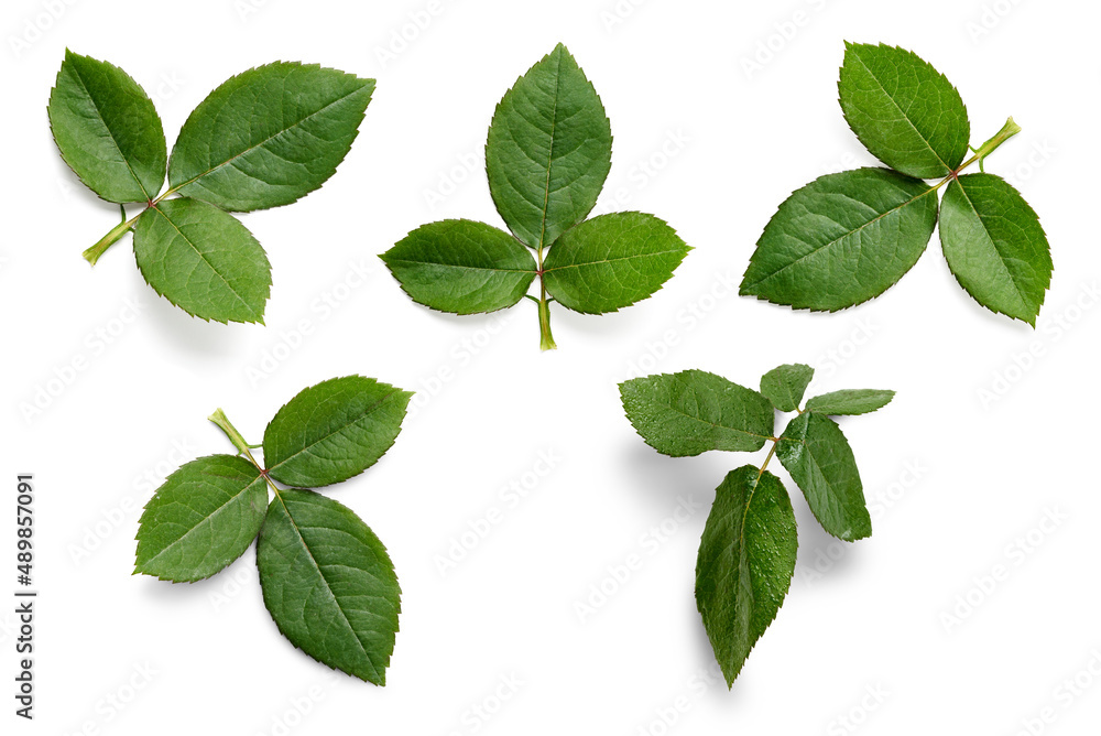 A collection of small rose leaf twigs with three leaves isolated against a white background.