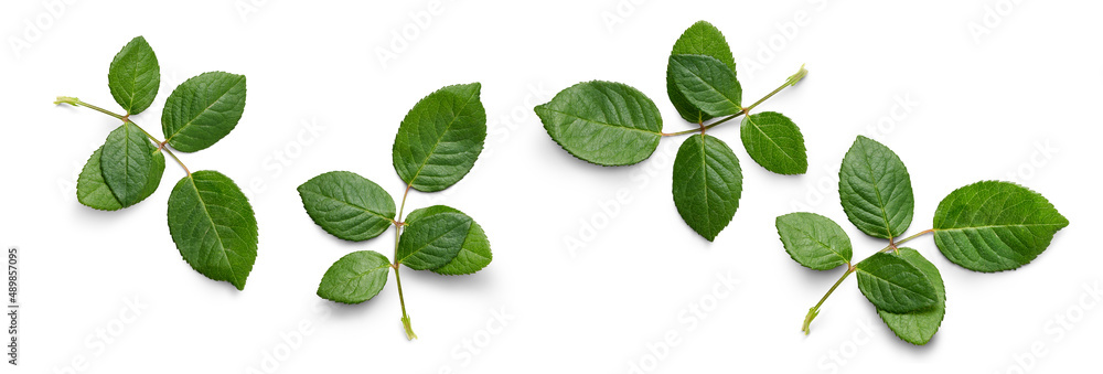 A collection of small rose leaf twigs with five leaves isolated against a white background. A collection of small rose leaf twigs with five leaves isolated against a white background.