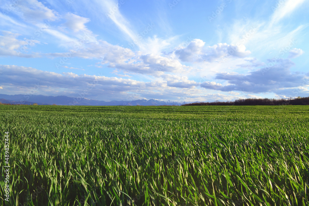 Green wheat field landscape with blue cloudy sky Green wheat field landscape with blue cloudy sky