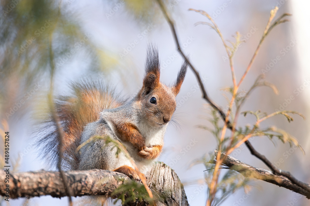 Red squirrel sitting on a tree branch in winter forest and nibbling seeds on snow covered trees background.. Red squirrel sitting on a tree branch in winter forest and nibbling seeds on snow covered trees background..