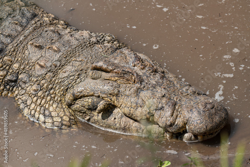 Crocodirle portrait