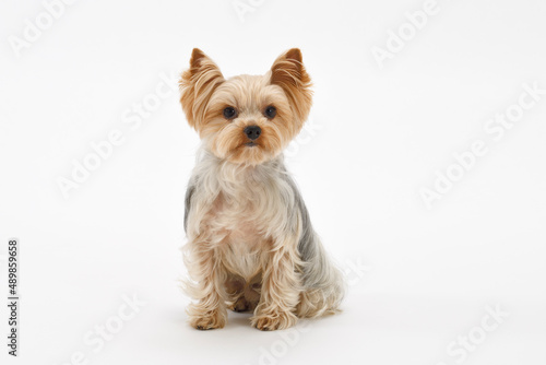 犬