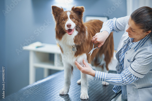 Brown Border Collie dog during visit in vet