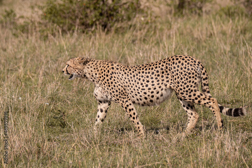 Cheetah