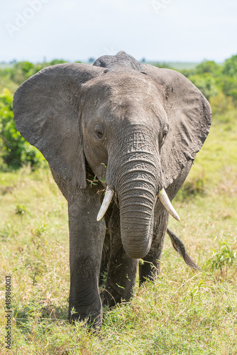 A herd of wild elephants walk through the savanna of Masai Mara National Park in Kenya  East Africa