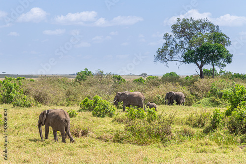 A herd of wild elephants walk through the savanna of Masai Mara National Park in Kenya, East Africa
