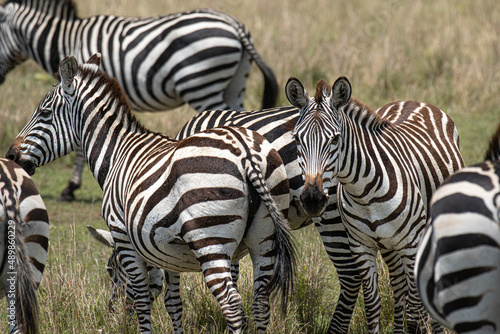 Zebras in Masai Mara, Kenya, Africa