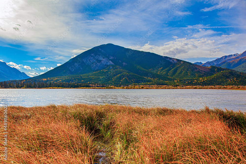 Yellow autumn grass