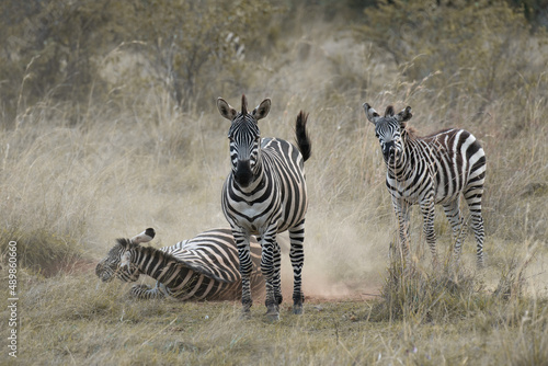 Zebras in Masai Mara  Kenya  Africa