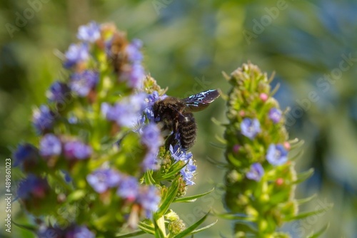 Xylocopa violacea ( Violet carpenter bee), taking nectar from a Gran Canaria blue Tajinaste (Chium callithyrsum), at the Jardín Botánico Canario Viera y Clavijo in Las Palmas de Gran Canaria (Spain),  photo