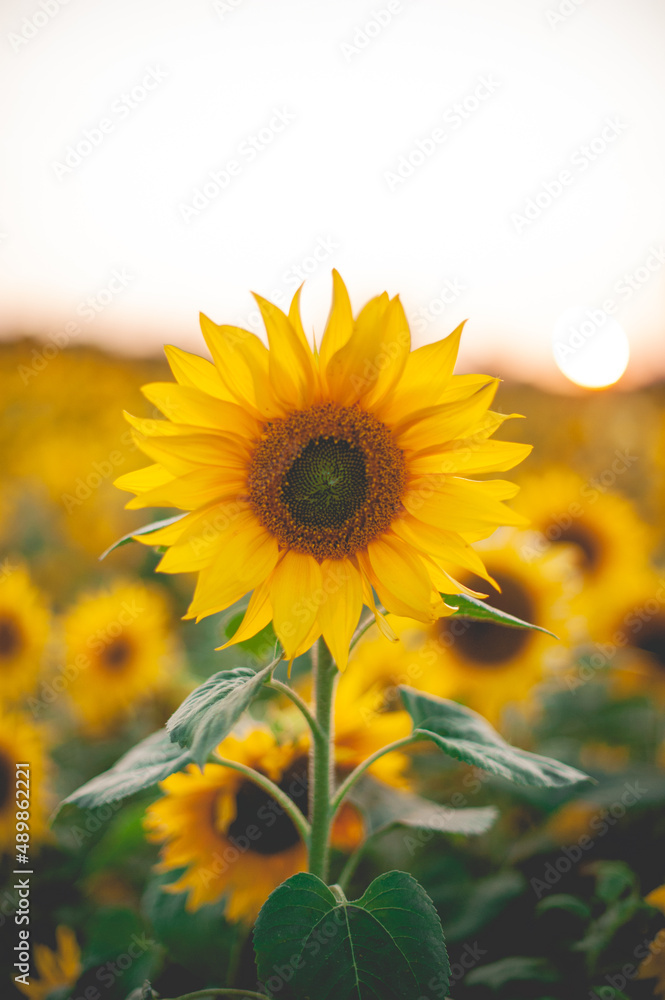 Fototapeta premium Sunflower Close Up