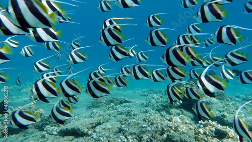 Butterfly fish. Schooling kabouba - Scholing bannerfish - Heniochus diphreutes  family Chaetodontidae  - grows up to 18 cm. Representatives of this genus of the bristle-toothed family have an elongate