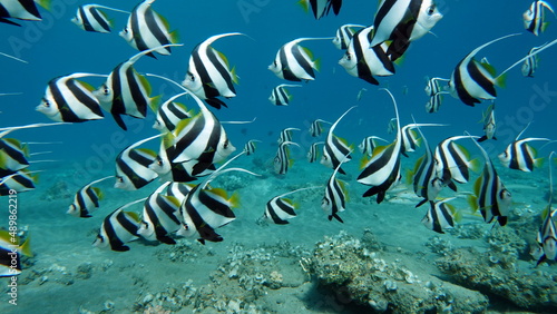 Butterfly fish. Schooling kabouba - Scholing bannerfish - Heniochus diphreutes (family Chaetodontidae) - grows up to 18 cm. Representatives of this genus of the bristle-toothed family have an elongate photo