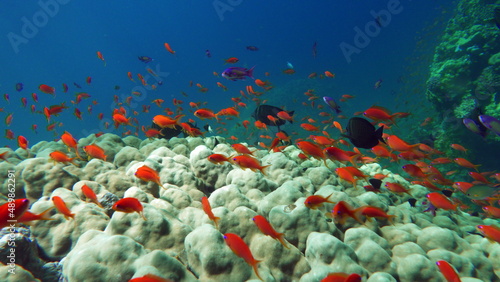 Sea Goldie. The most common antias in the Red Sea. Divers see him in huge flocks on the slopes of coral reefs. photo