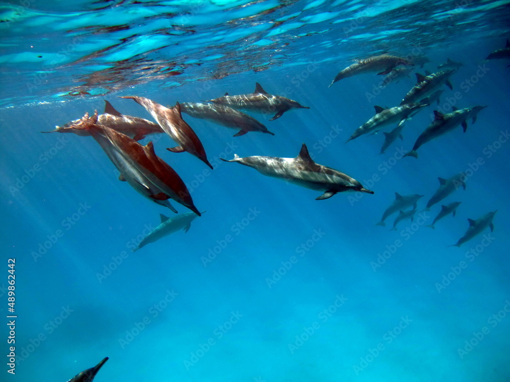 Obraz premium Dolphins. Spinner dolphin. Stenella longirostris is a small dolphin that lives in tropical coastal waters around the world. 