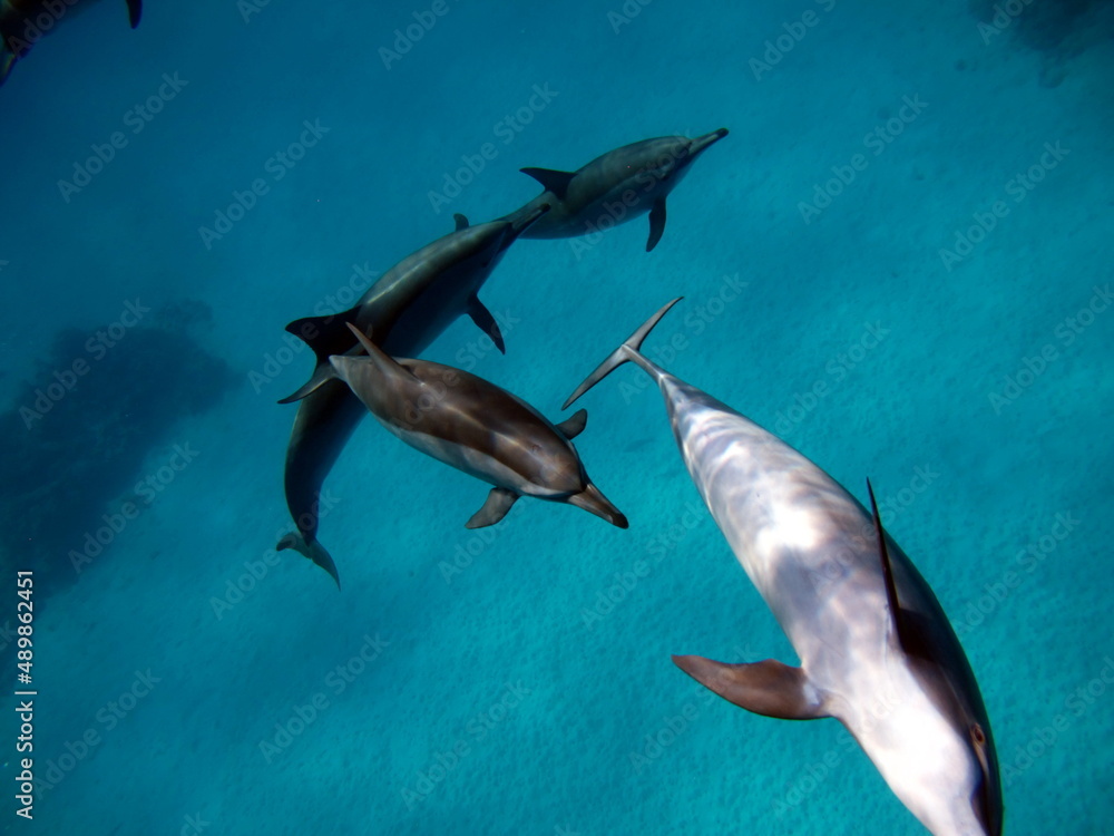 Fototapeta premium Dolphins. Spinner dolphin. Stenella longirostris is a small dolphin that lives in tropical coastal waters around the world. 