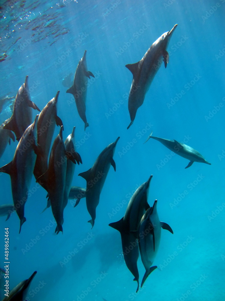 Obraz premium Dolphins. Spinner dolphin. Stenella longirostris is a small dolphin that lives in tropical coastal waters around the world. 