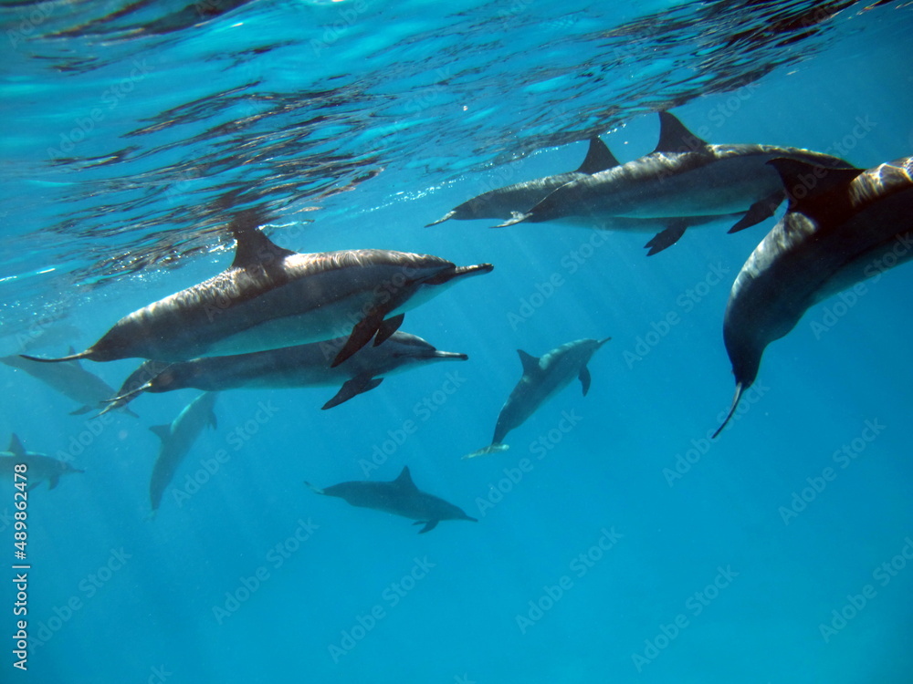 Fototapeta premium Dolphins. Spinner dolphin. Stenella longirostris is a small dolphin that lives in tropical coastal waters around the world. 