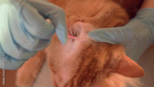 The veterinarian holds the cat, cleans the ears, looks at the fleas, caresses and combs the ginger cat, taking care of the long hair and ears. A girl doctor looks at the cat's hair and ears of a red c photo