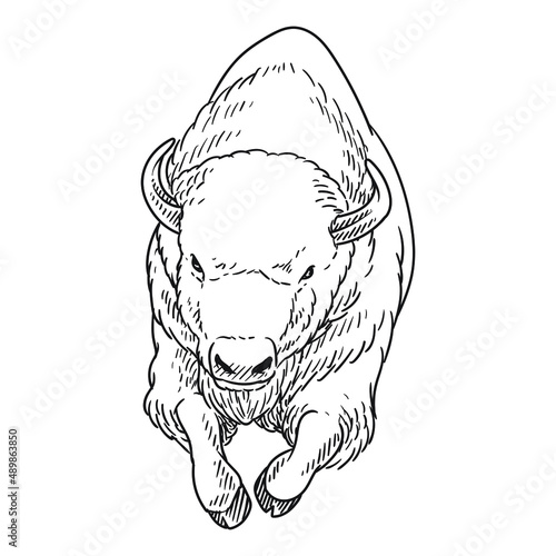 angry bison animal of america