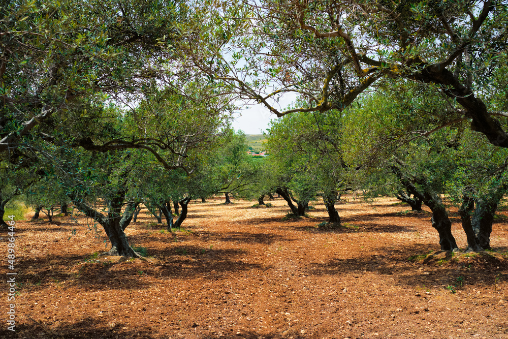 Olive trees (Olea europaea) grove in Crete, Greece for olive oil production. Horizontal camera pan Olive trees (Olea europaea) grove in Crete, Greece for olive oil production. Horizontal camera pan