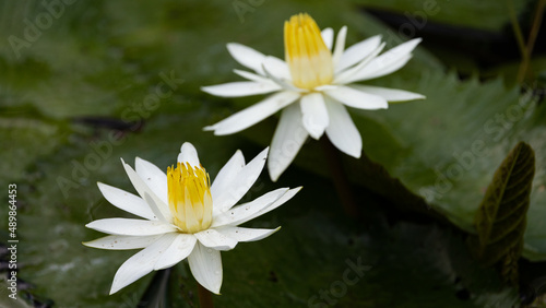 Water lillies in a waterhole © Jurgens