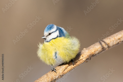 A blue tit (Cyanistes caeruleus) perched..