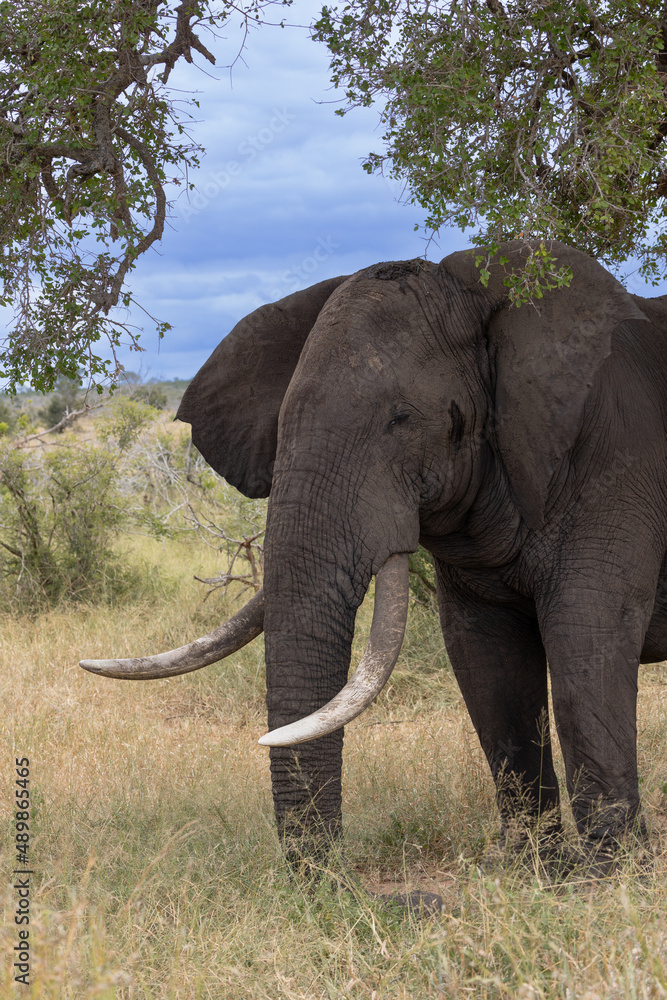 Fototapeta premium a massive African elephant bull