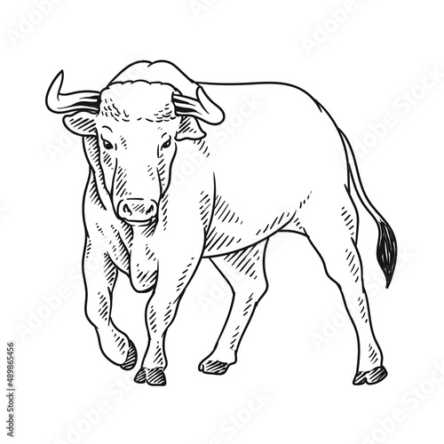 angry bull or buffalo matador