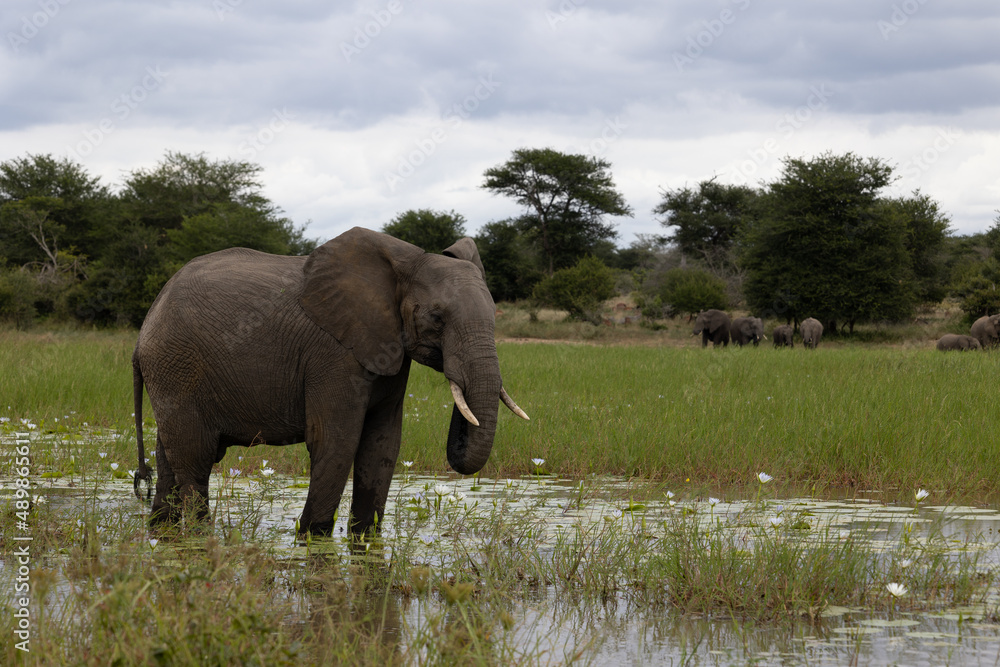 Obraz premium Young African elephant bull in a waterhole
