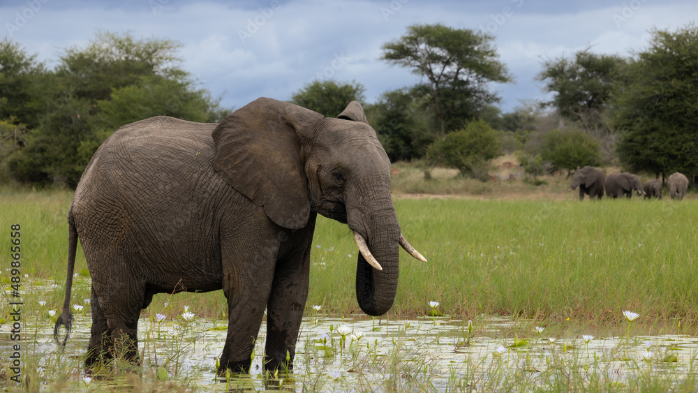Fototapeta premium Young African elephant bull in a waterhole