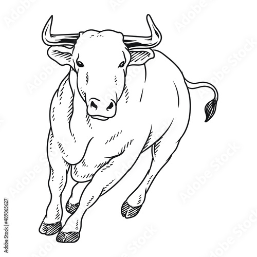 angry bull or buffalo matador