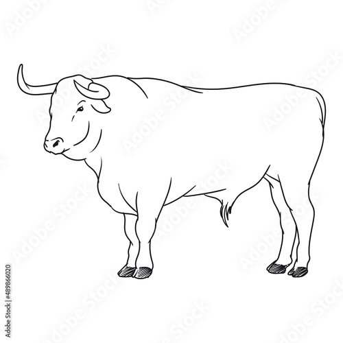 angry bull or buffalo matador