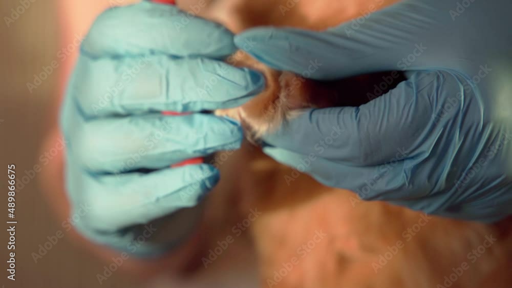 The veterinary doctor holds the cat, cuts her claws, caresses and combs the red cat, caring for long hair and paws. Girl doctor combing cat hair with a comb, shearing a fluffy cat in a beauty salon. The veterinary doctor holds the cat, cuts her claws, caresses and combs the red cat, caring for long hair and paws. Girl doctor combing cat hair with a comb, shearing a fluffy cat in a beauty salon.