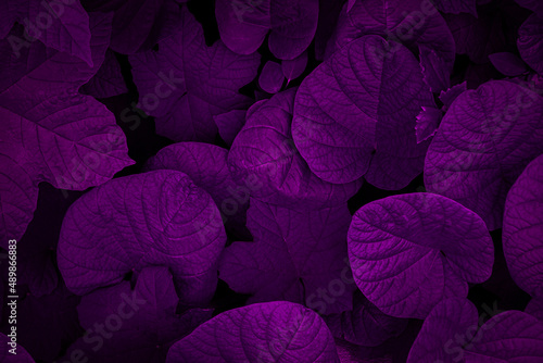 Purple leaves for backgrounds or wallpapers and designs. Purple nature background 