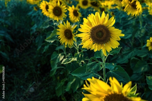 Beautiful sunflower flower blooming in sunflowers field.Thailand.