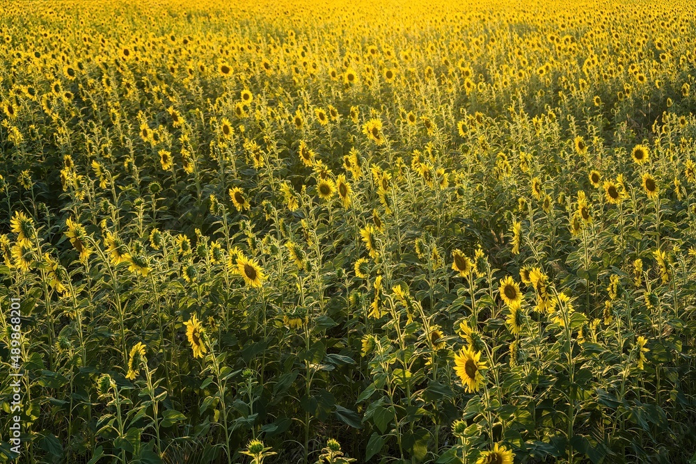 Fototapeta premium Beautiful sunflower flower blooming in sunflowers field.Thailand.