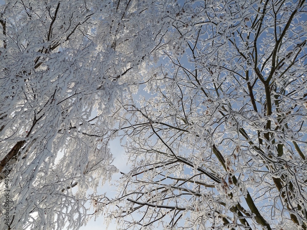 Obraz premium tree in snow