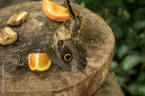 closeup of a beautiful butterflycloseup of a beautiful butterfly photo