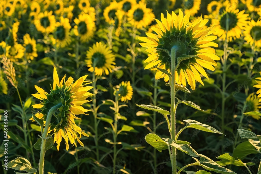 Fototapeta premium Beautiful sunflower flower blooming in sunflowers field.Thailand.