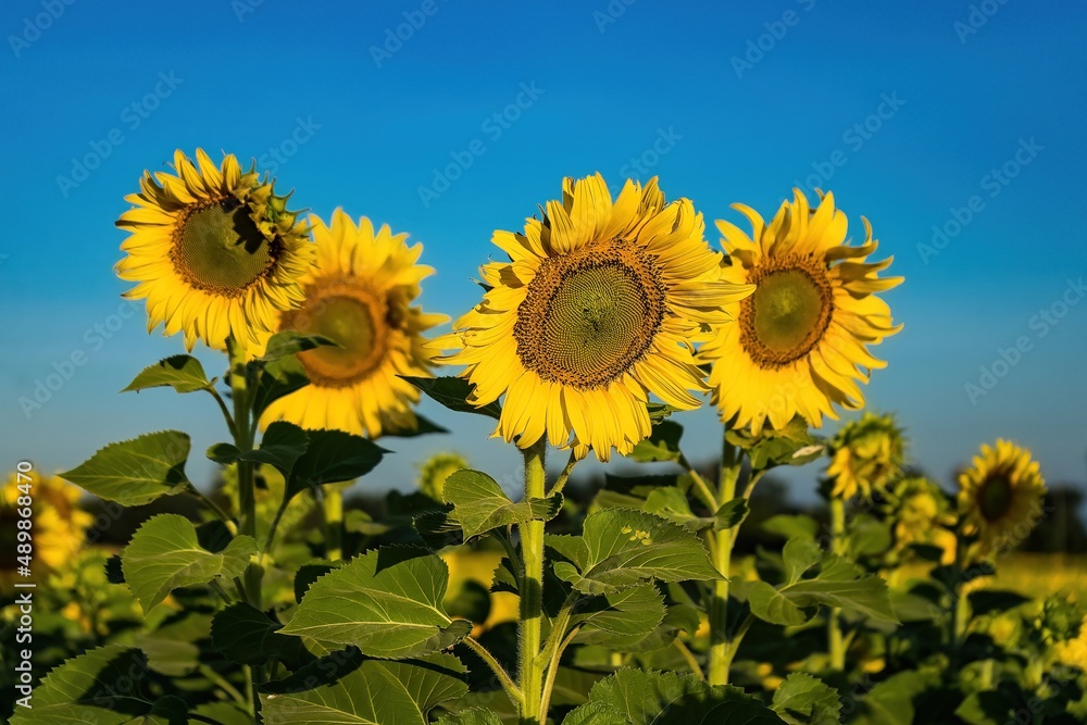Beautiful sunflower flower blooming in sunflowers field.Thailand. Beautiful sunflower flower blooming in sunflowers field.Thailand.